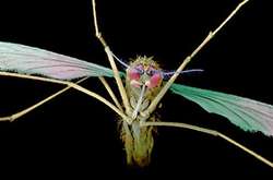 В США появилось новое средство от малярии