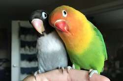 Сеть покорила история любви попугаев-неразлучников