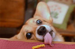 Собаки-попрошайки