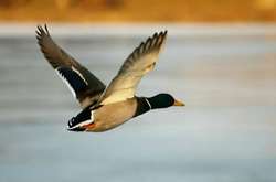 Стало відомо, коли на Вінниччині відкриють сезон полювання на птицю