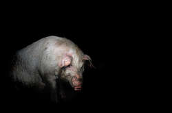 Невероятные работы американского фотографа, вызывающие шок и восторг