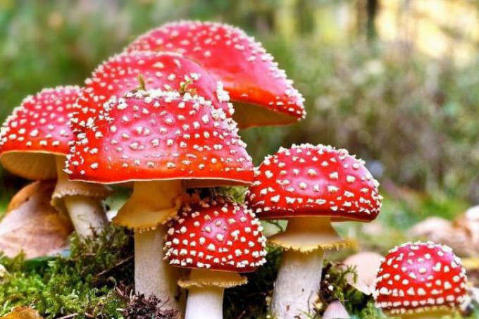 Сезон отруєнь грибами відкрито: після вихідних шість киян в реанімації