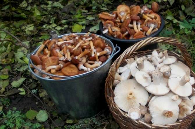На Одещині родина отруїлась грибами. Померли вагітна жінка і дитина