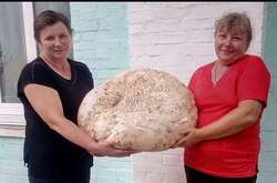 На Київщині знайшли один з найбільших у світі грибів