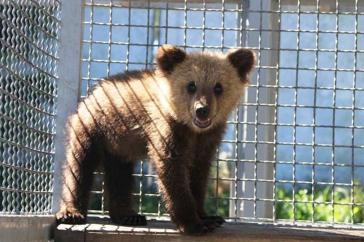 У вінницькому зоопарку збудують для ведмедів другий вольєр з басейном