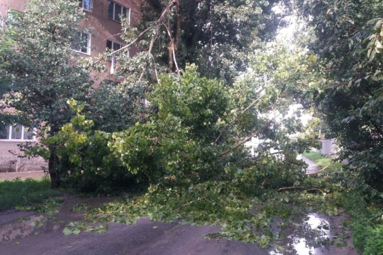У Вінниці дерево впало на балкон житлового будинку