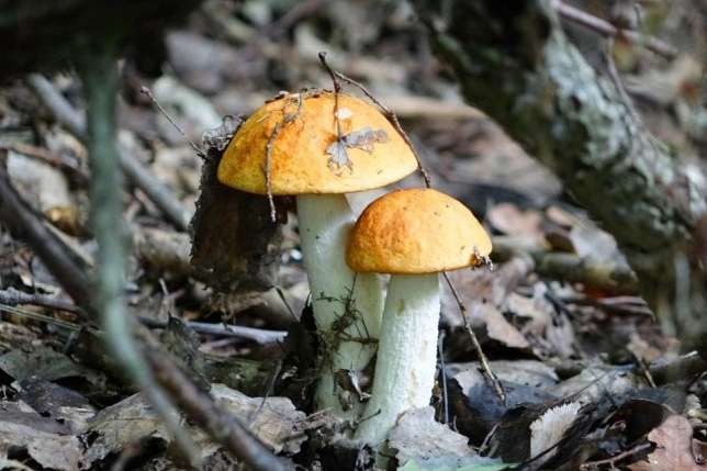 На Вінниччині грибами отруїлися 17 людей