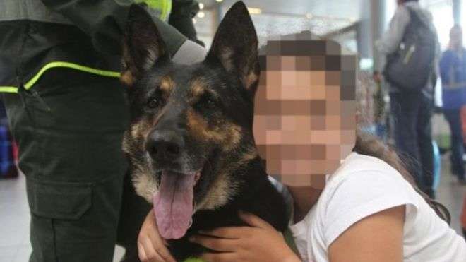 В Колумбії мафія розшукує собаку, який знайшов 10 тонн кокаїну