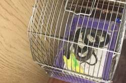 У Миколаєві змія залізла у квартиру, аби з’їсти папугу