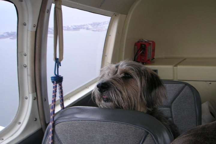 Собака спровокувала паніку на борту російського літака, де знаходилось 148 пасажирів