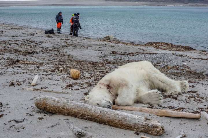 Охорона круїзного судна в Шпіцбергені застрелила полярного ведмедя