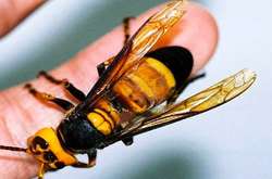 Рятувальники знищили рій шершнів на балконі столичної квартири