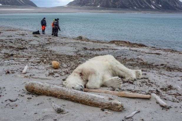 В Норвегии убили полярного медведя ради безопасности туристов