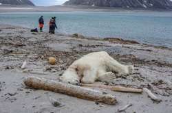  В компании Hapag-Lloyd заявили, что убили медведя в рамках самообороны 