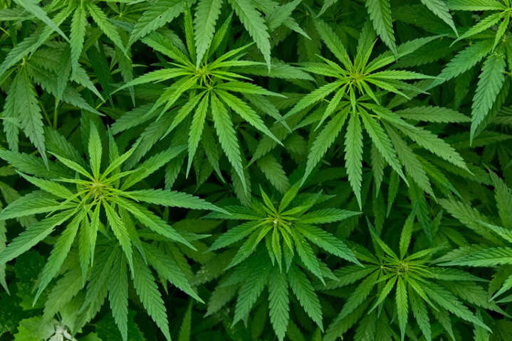 У Грузії повністю легалізували вживання марихуани