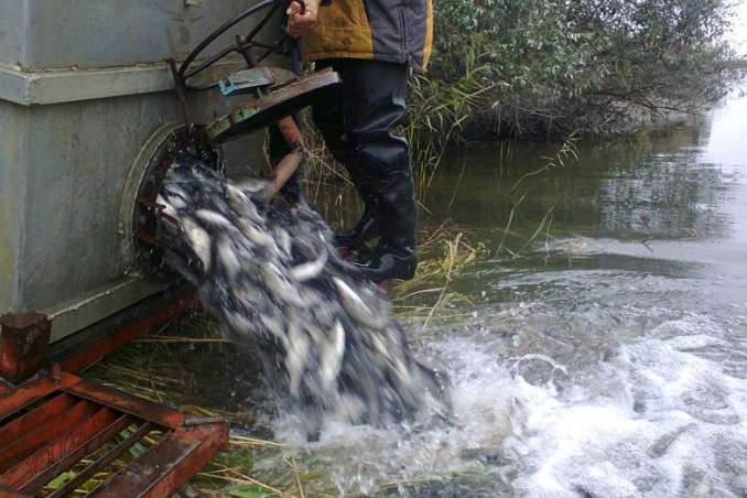 Понад три тонни риби випустили у Ладижинське водосховище