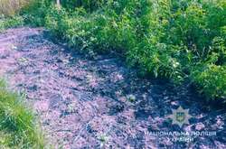 Вирощування конопель на присадибній ділянці