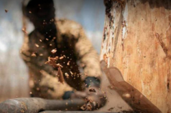 Зрізані дерева «довели» вінничанку до президента і прем’єра