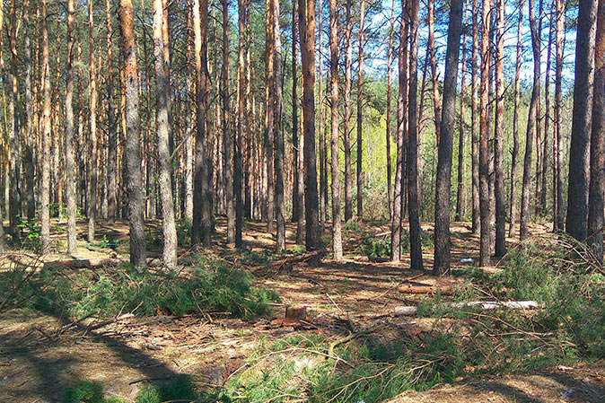 Державі повернуто лісову ділянку під Києвом, яку незаконно віддали під будівництво