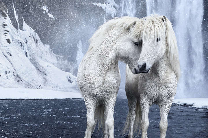 Коні на тлі епічних ісландських пейзажів. Неймовірні світлини, зроблені фотографом з США