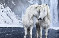 Коні на тлі епічних ісландських пейзажів. Неймовірні світлини, зроблені фотографом з США