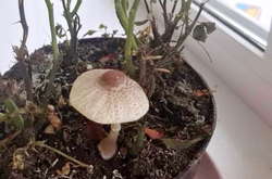 У вінничан почали рости гриби у домашніх вазонах. Що про це кажуть біологи