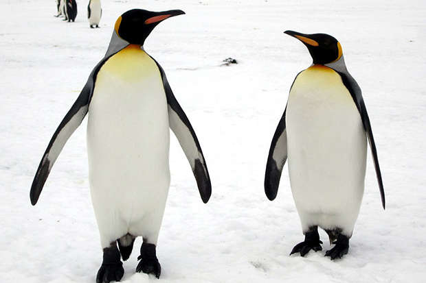 Крупнейшая в мире колония королевских пингвинов по неизвестным причинам уменьшилась на 88%