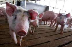  В Україні регулярно фіксують АЧС 