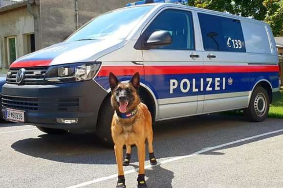 У Відні поліцейських собак вдягнули у черевички від спеки 