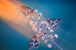 Опубликованы победители конкурса садовой макрофотографии Macro Art 2018