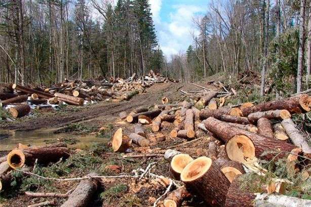 У чорнобильській зоні виявлено масову вирубку лісу 