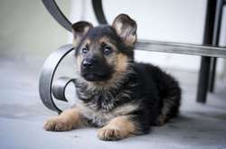 У Києві судитимуть чоловіка, що викинув цуценя з вікна багатоповерхівки