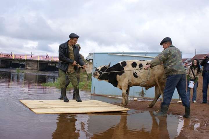 У Росії через кризу принесуть у жертву бика