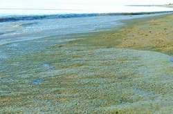 У Балтійському морі через спеку різко розмножилися отруйні водорості