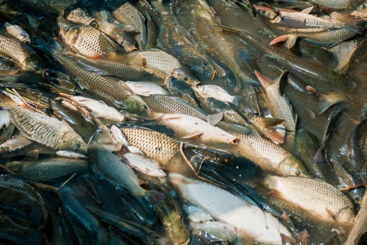 Аномальна спека призвела до масової загибелі риб в Німеччині