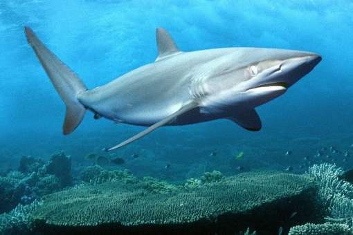 У Єгипті акула вбила чеського туриста 