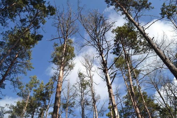 В Україні масово всихають ліси через зміну клімату 
