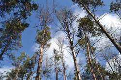 В Україні масово всихають ліси через зміну клімату 