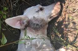 Нелюди у Дніпрі зґвалтували, побили та кинули помирати собаку ( фото 18+)