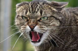 В Харькове с начала августа три человека пострадали от бешеных животных