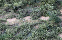 Історія з вирубаним парком в Одесі отримала продовження