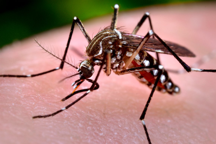 В Финляндии из-за жары исчезли комары