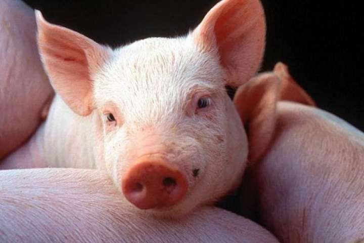 Під Вінницею відкриють свинокомплекс за 3 млн євро. Свиней завезуть з Данії