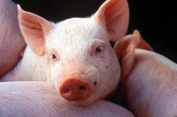 Під Вінницею відкриють свинокомплекс за 3 млн євро. Свиней завезуть з Данії