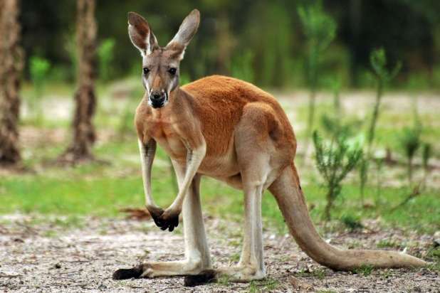 В Австралії через сильну посуху дозволили вбивати кенгуру 