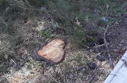 На Вінниччині незаконно вирізали півсотні дерев (фото)