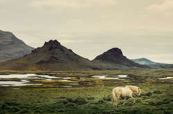 Неймовірні фото дикої природи, які демонструють людську жорстокість