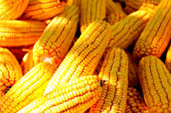 В Украине ожидается рекордный урожай кукурузы