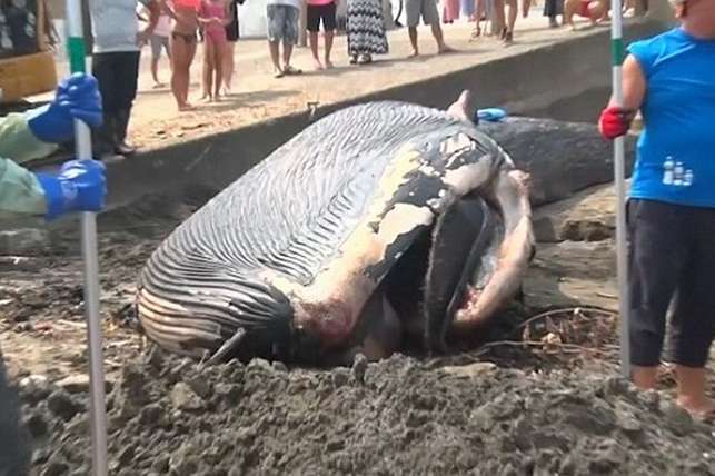 Молодого 10-метрового кита викинуло на пляж в Японії (фото, відео)