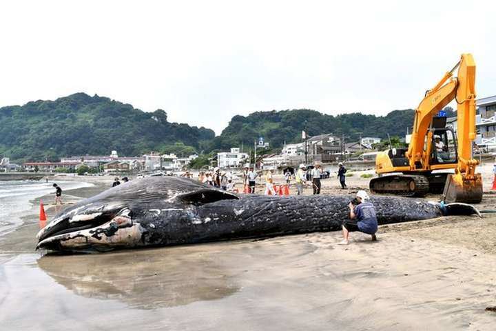 Молодого 10-метрового кита выбросило на пляж в Японии (фото, видео)